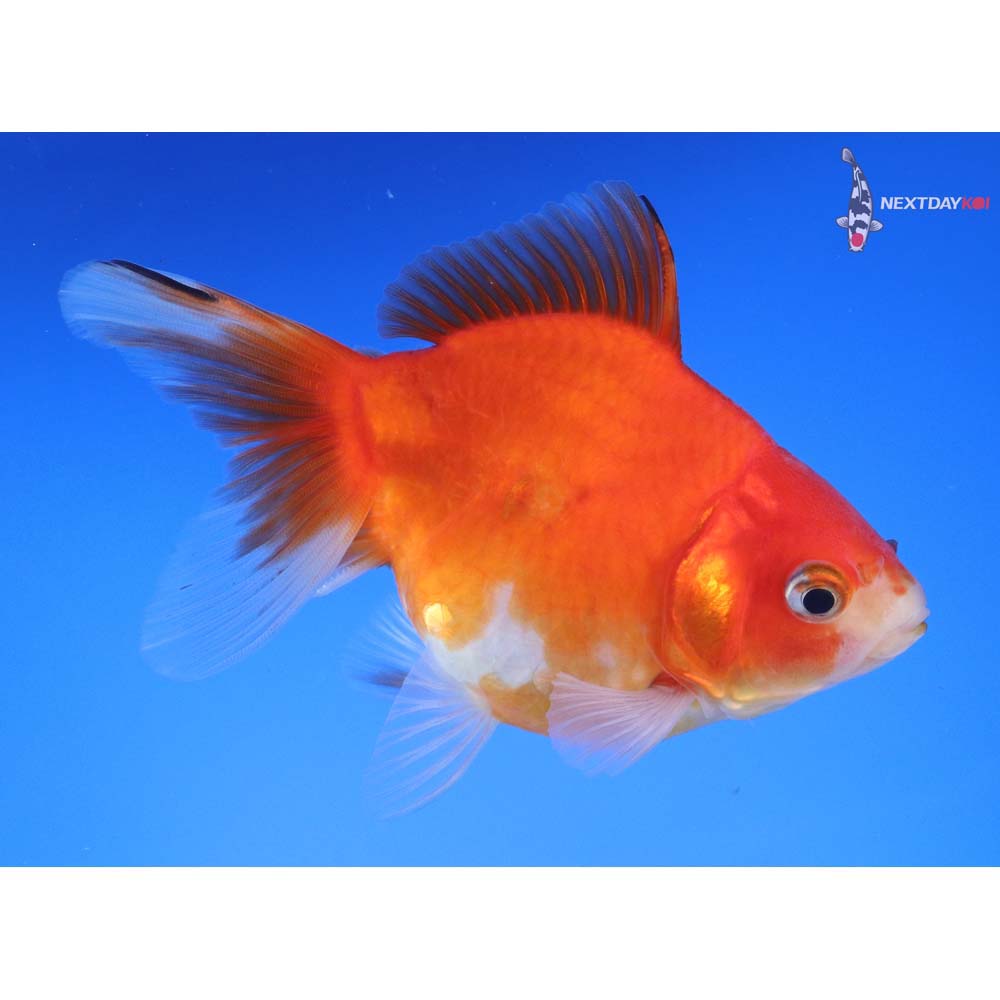 4” Imported Red and White Ryukin