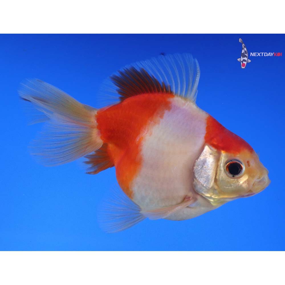 4” Imported Red and White Ryukin