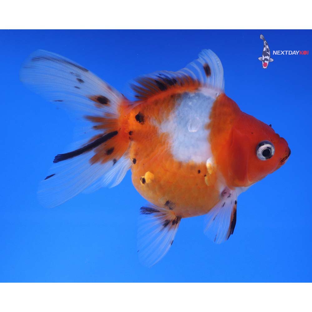 4” Imported Calico Ryukin