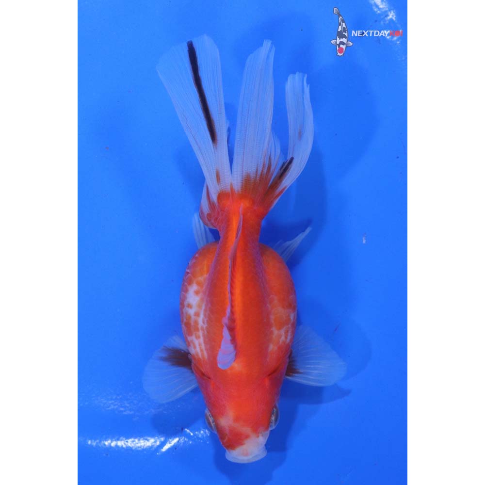 4.5” Imported Red and White Ryukin