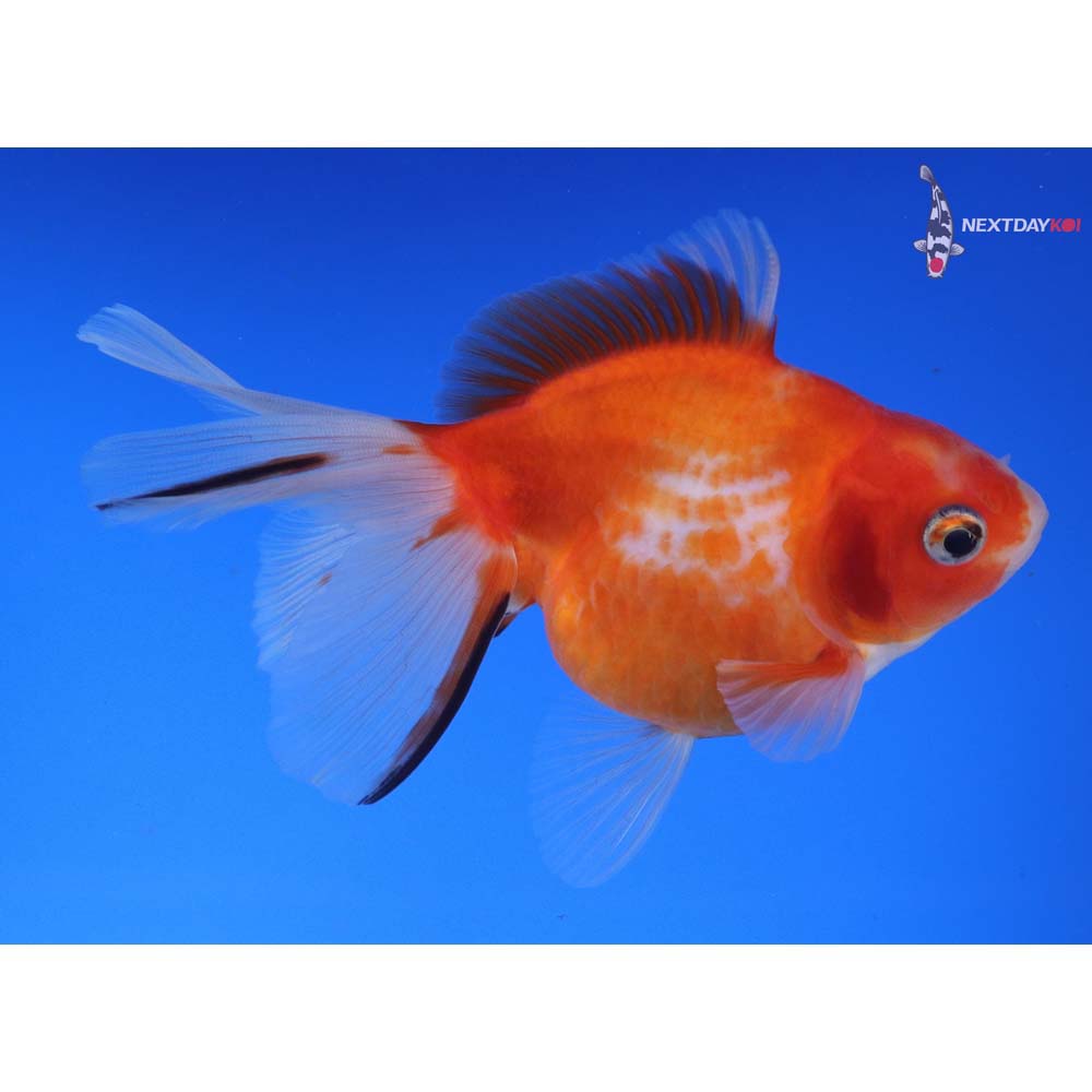 4.5” Imported Red and White Ryukin