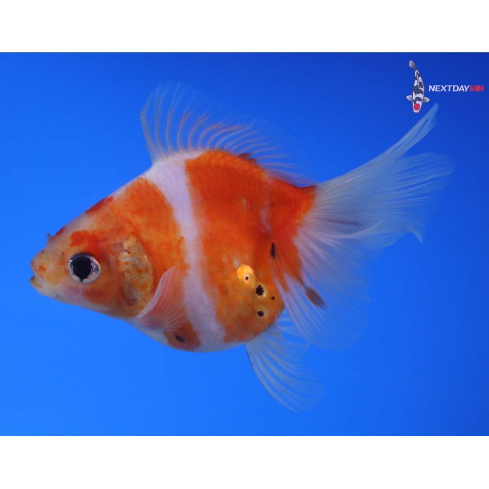 4” Imported Calico Ryukin