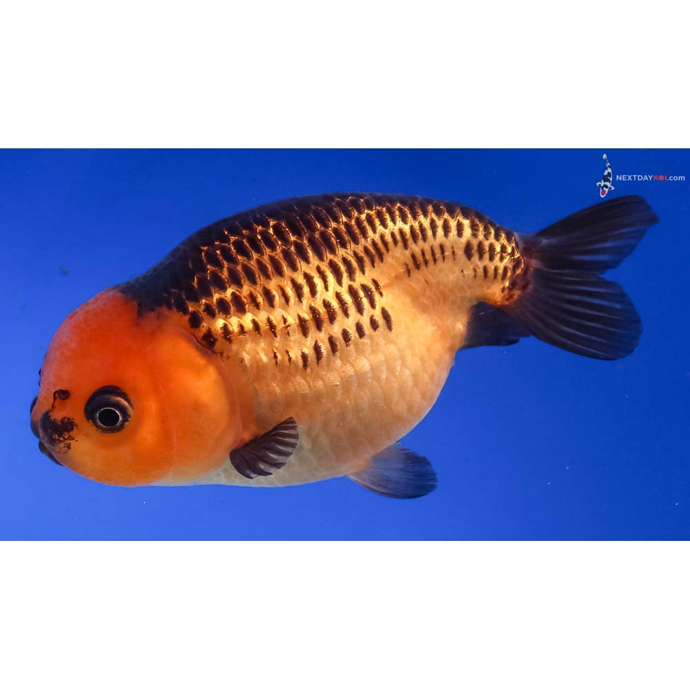3.5” Imported Red and Black Ranchu
