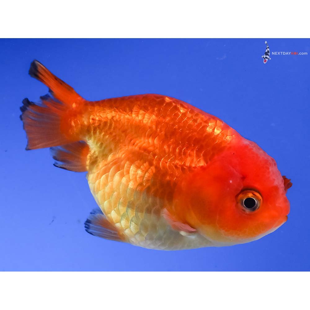 3.5” Imported Red Ranchu