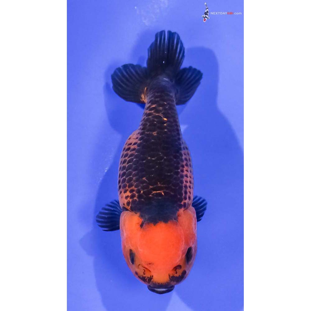 3.5” Imported Red and Black Ranchu
