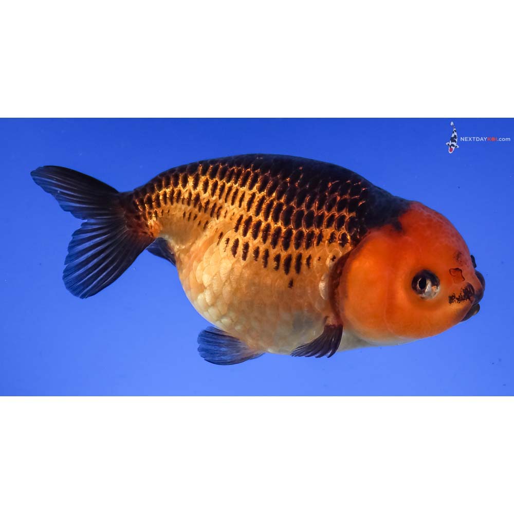 3.5” Imported Red and Black Ranchu