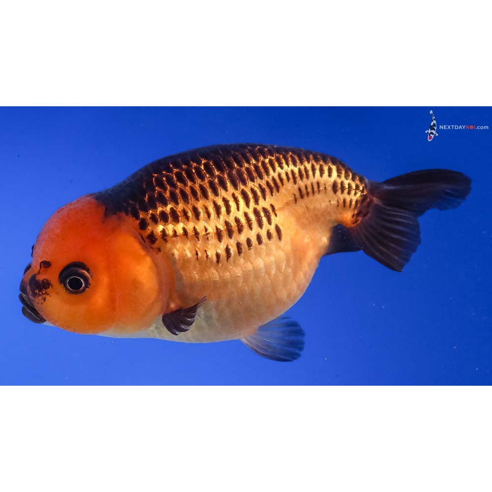3.5” Imported Red and Black Ranchu
