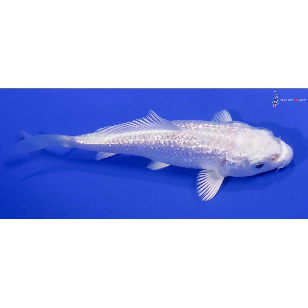 3” Imported Gin Rin Platinum Ogon