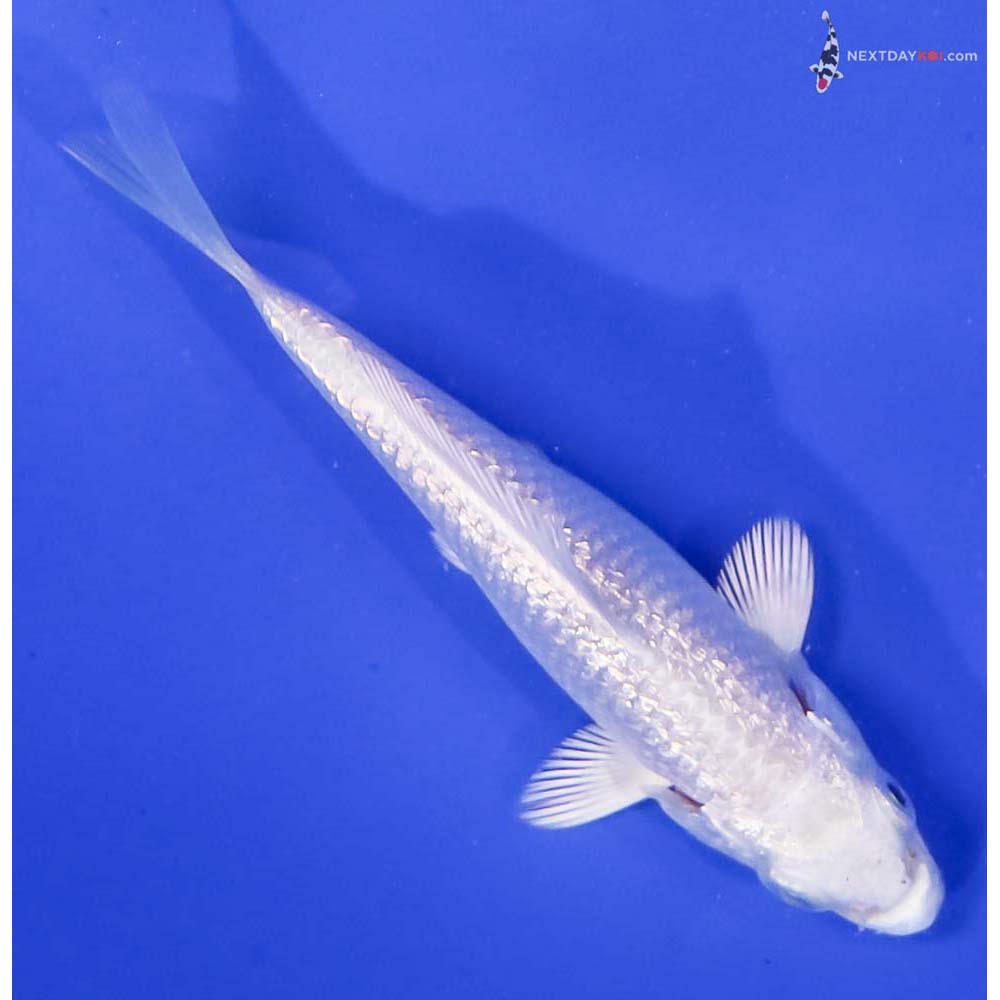 3” Imported Gin Rin Platinum Ogon