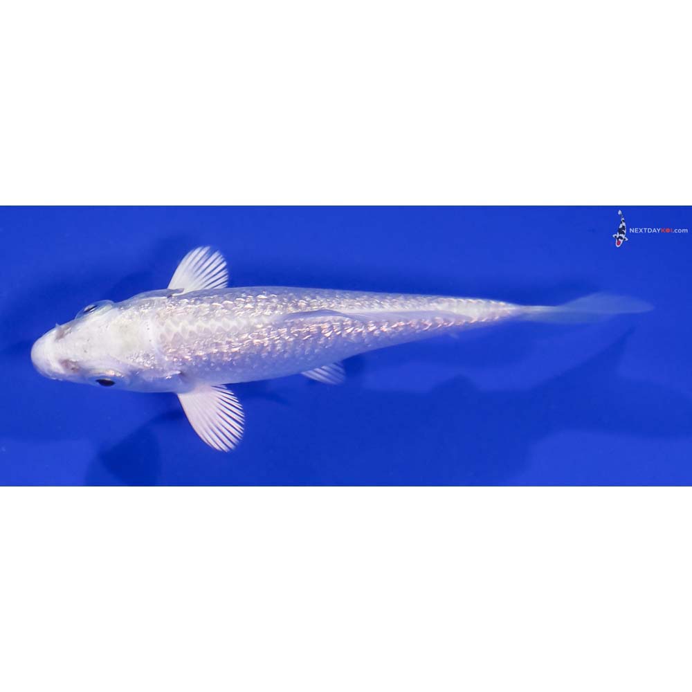 3” Imported Gin Rin Platinum Ogon