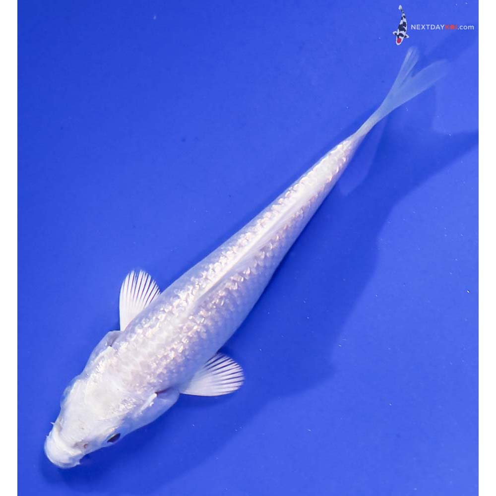 3” Imported Gin Rin Platinum Ogon