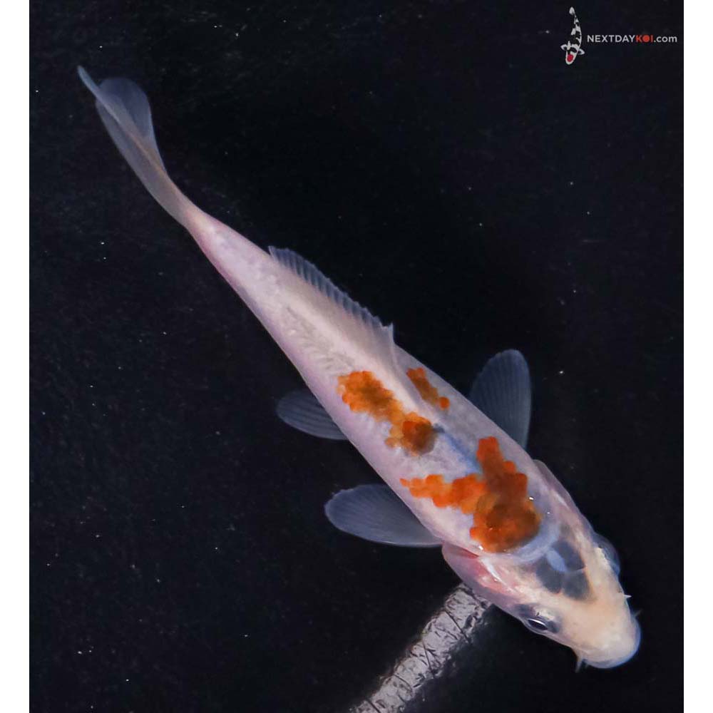 3.5” Imported Goromo