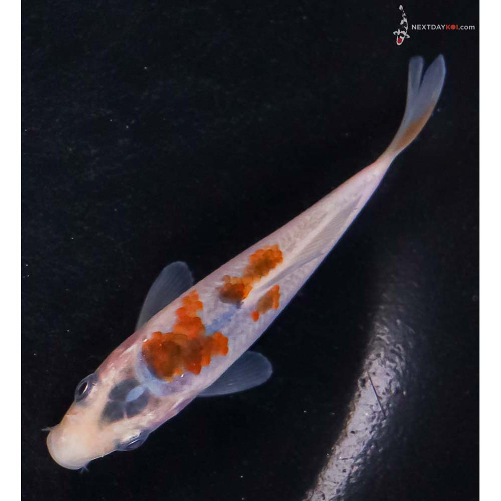 3.5” Imported Goromo