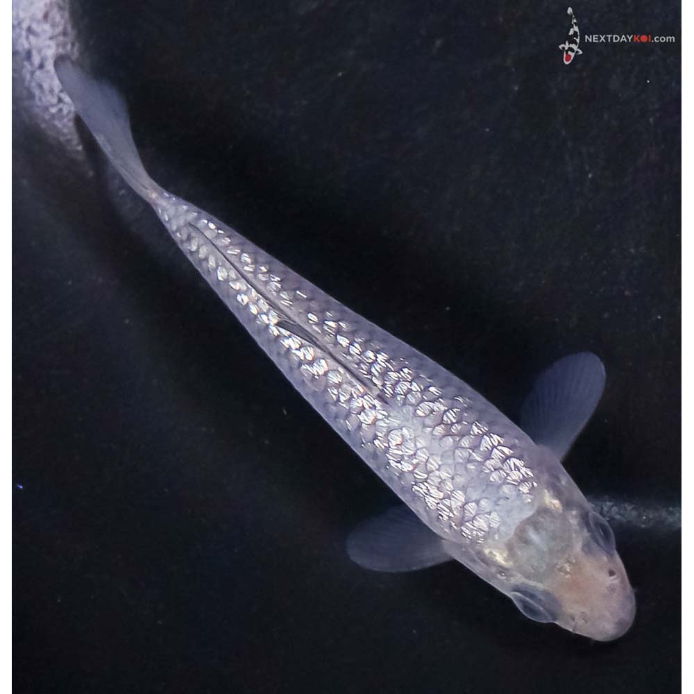 3.5” Imported Gin Rin Soragoi