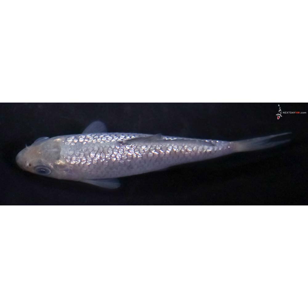 3.5” Imported Gin Rin Soragoi