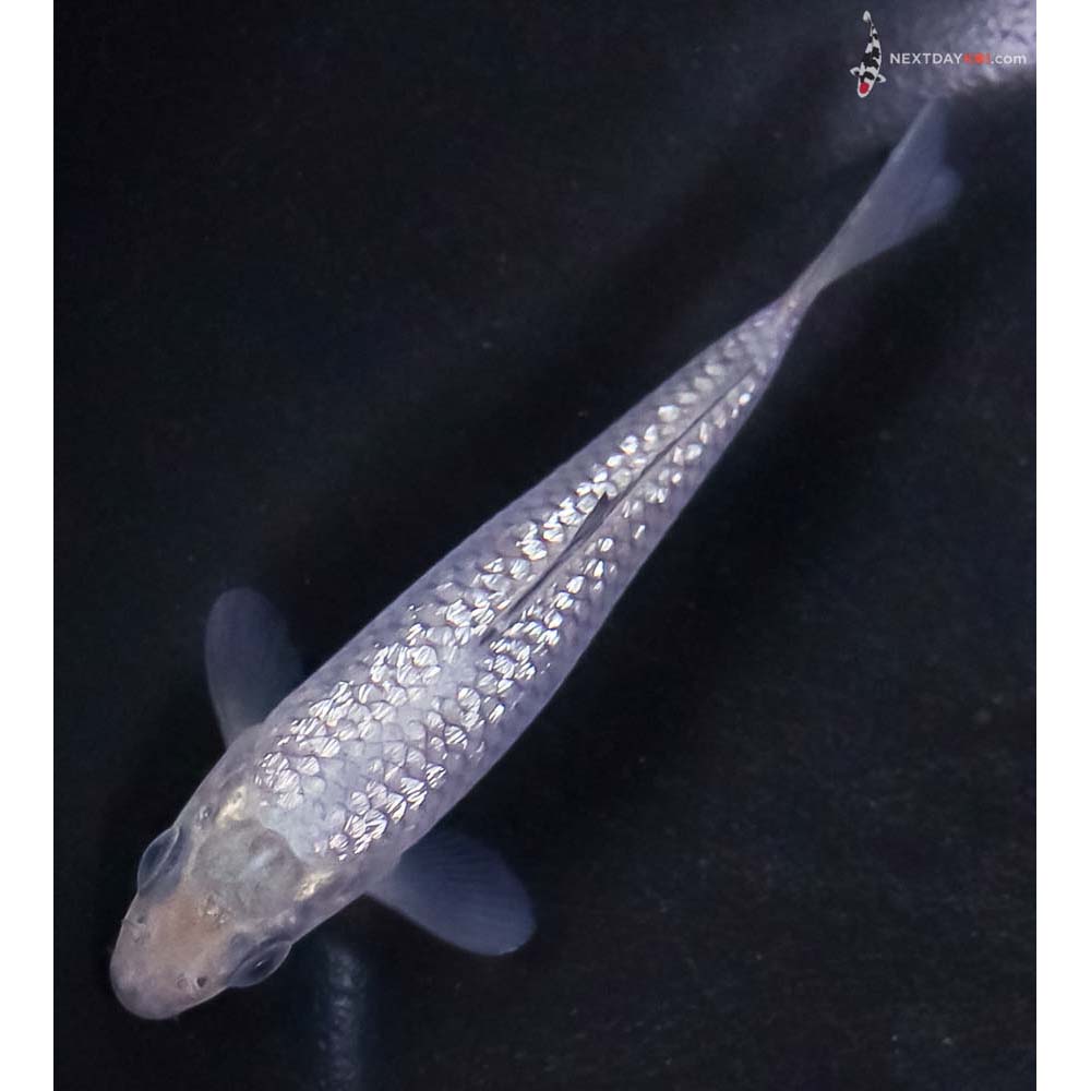 3.5” Imported Gin Rin Soragoi