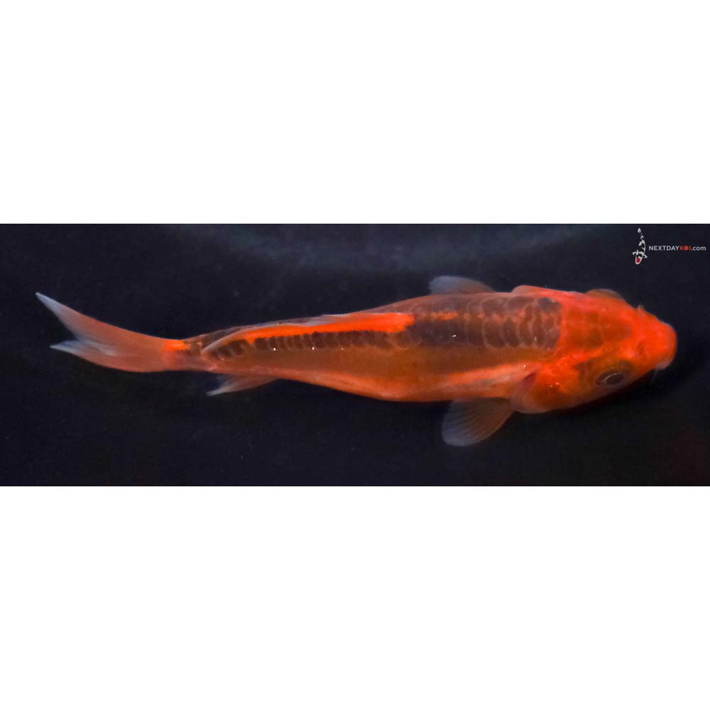 3.5” Imported Hana Shusui