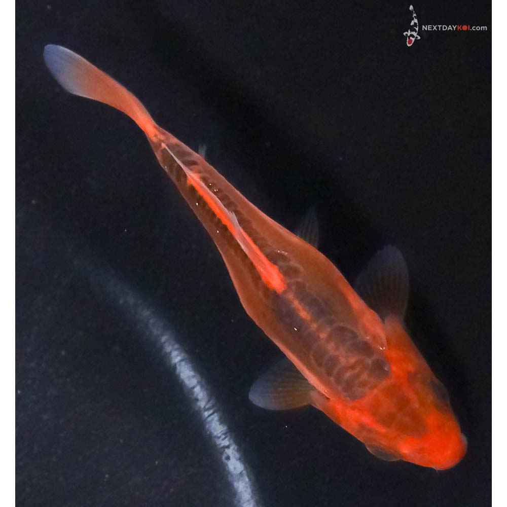 3.5” Imported Hana Shusui