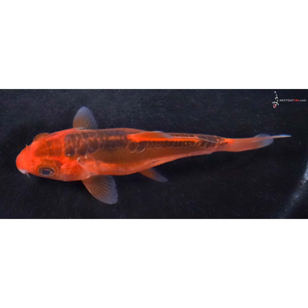 3.5” Imported Hana Shusui