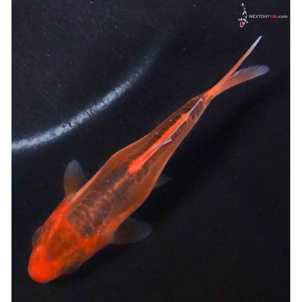 3.5” Imported Hana Shusui