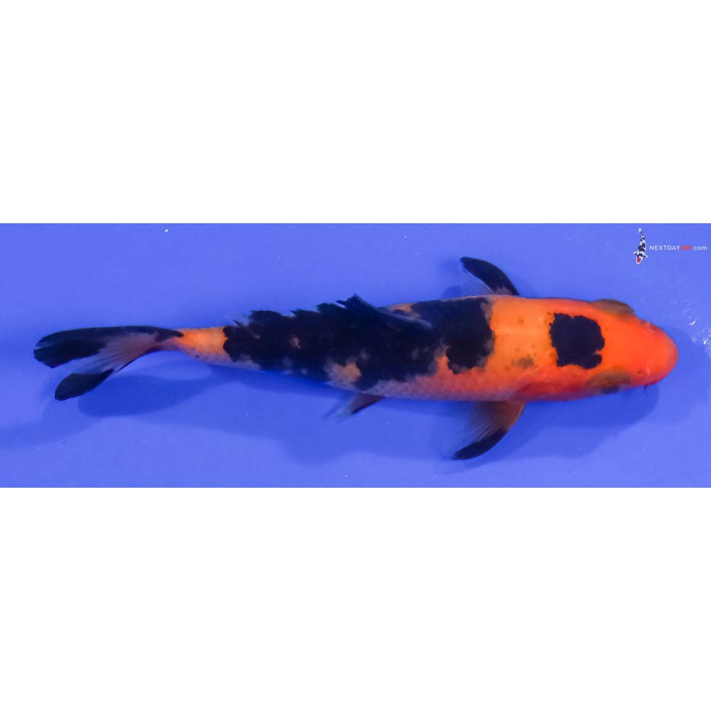 3.5” Imported Aka Bekko