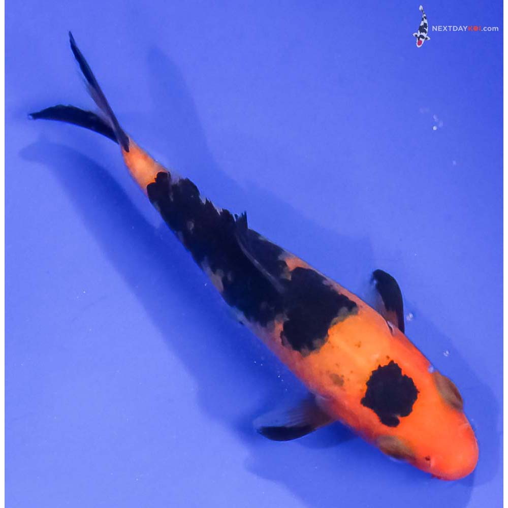 3.5” Imported Aka Bekko