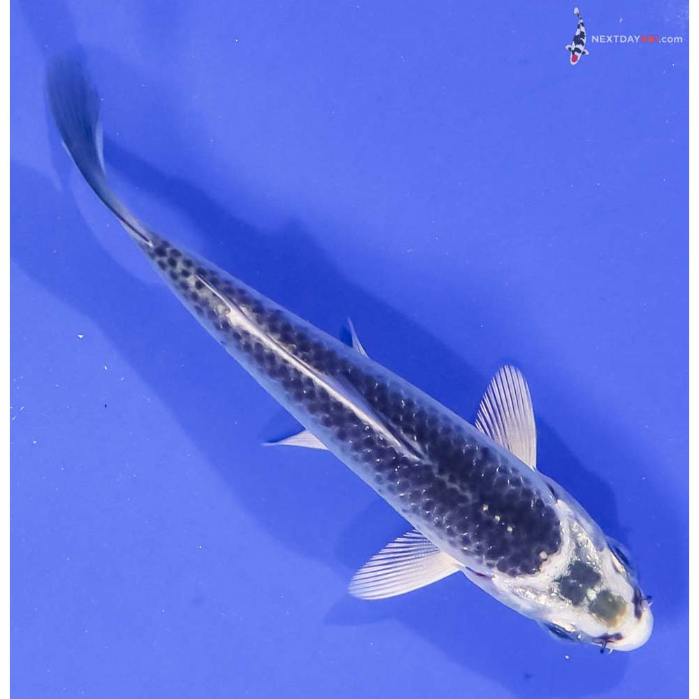 4” Imported Gin Matsuba