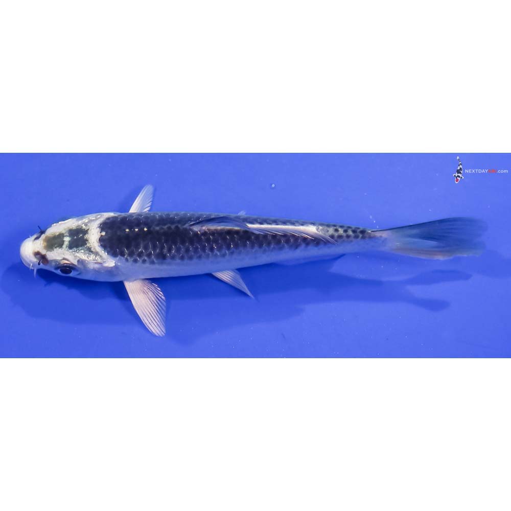 4” Imported Gin Matsuba