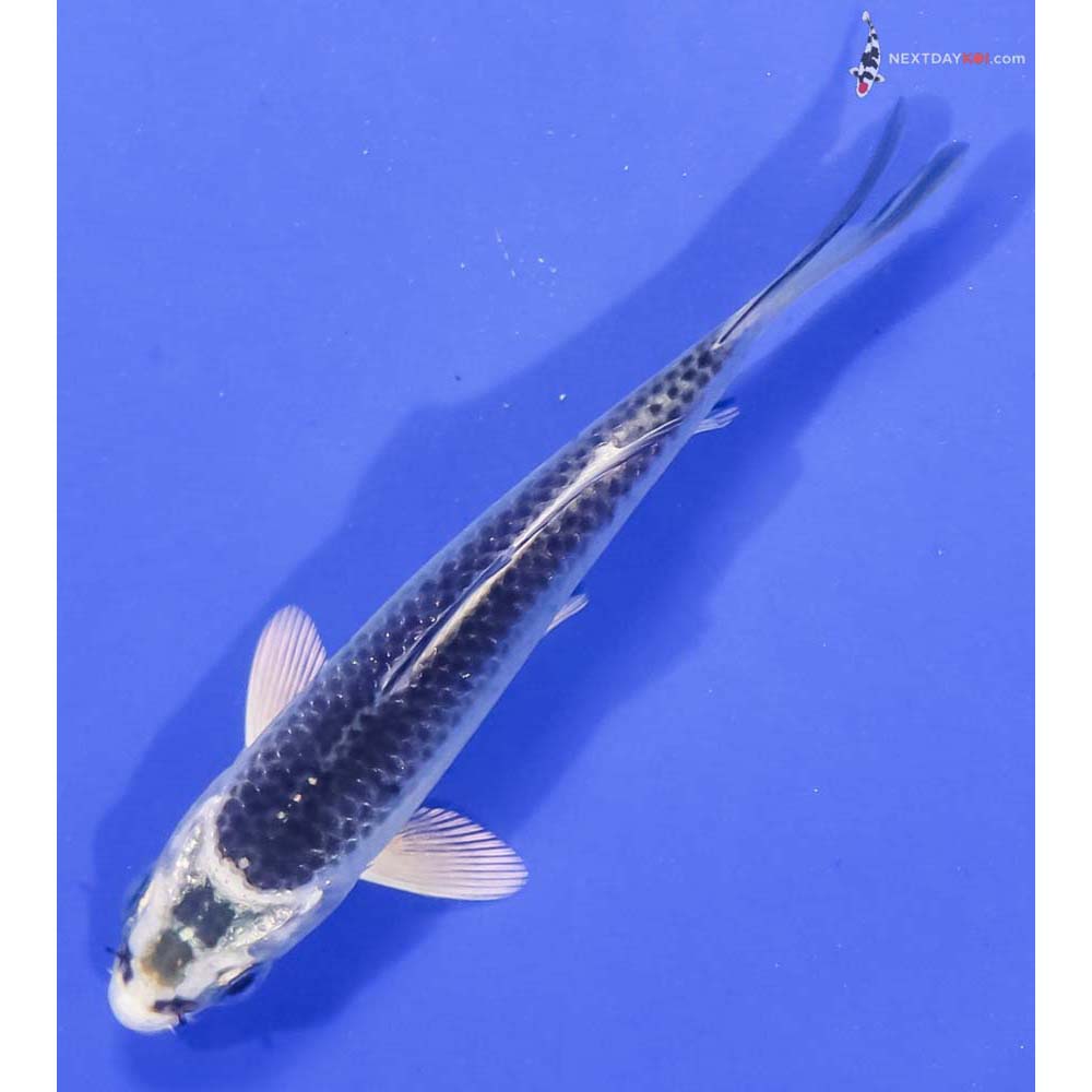 4” Imported Gin Matsuba