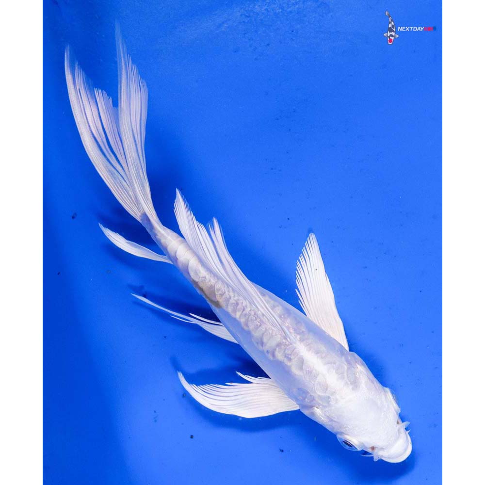 6” Imported Doitsu Platinum Ogon Butterfly Koi