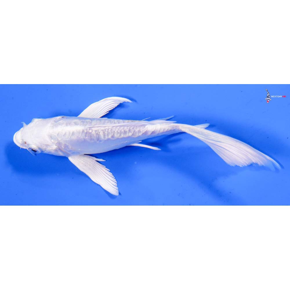6” Imported Doitsu Platinum Ogon Butterfly Koi