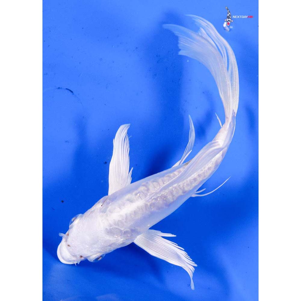 6” Imported Doitsu Platinum Ogon Butterfly Koi