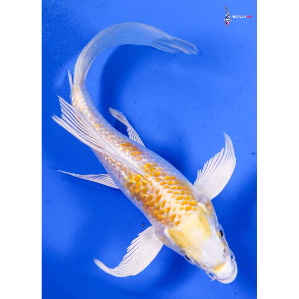 6” Imported Gin Rin Lemon Hariwake Butterfly Koi