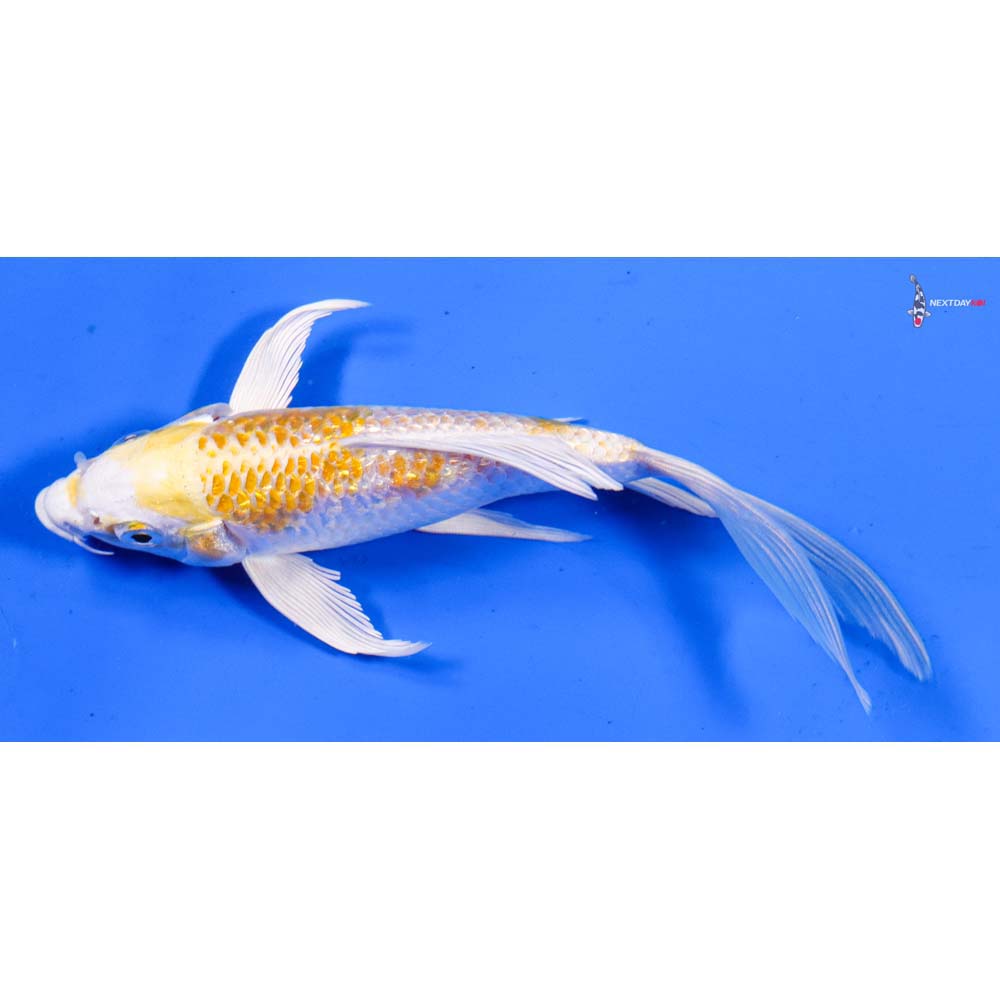 6” Imported Gin Rin Lemon Hariwake Butterfly Koi