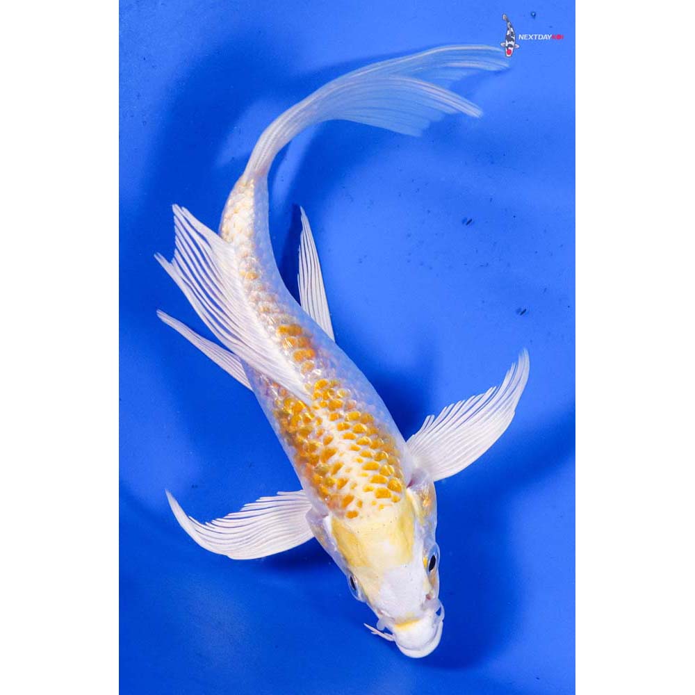 6” Imported Gin Rin Lemon Hariwake Butterfly Koi