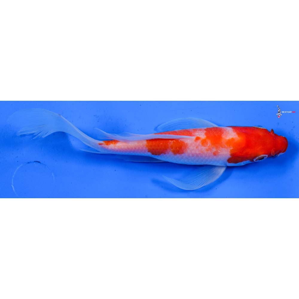 6” Imported Kohaku Butterfly Koi