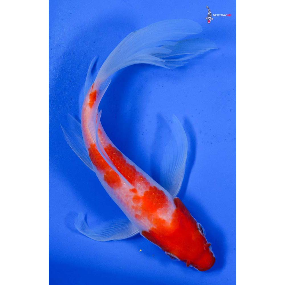 6” Imported Kohaku Butterfly Koi