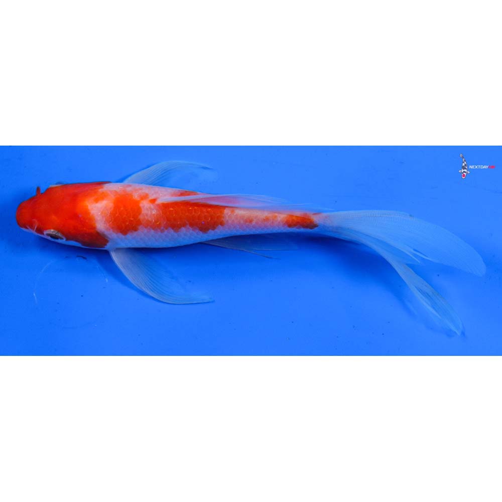 6” Imported Kohaku Butterfly Koi