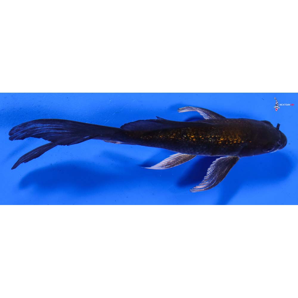 6.5” Imported Gin Rin Chagoi Butterfly Koi