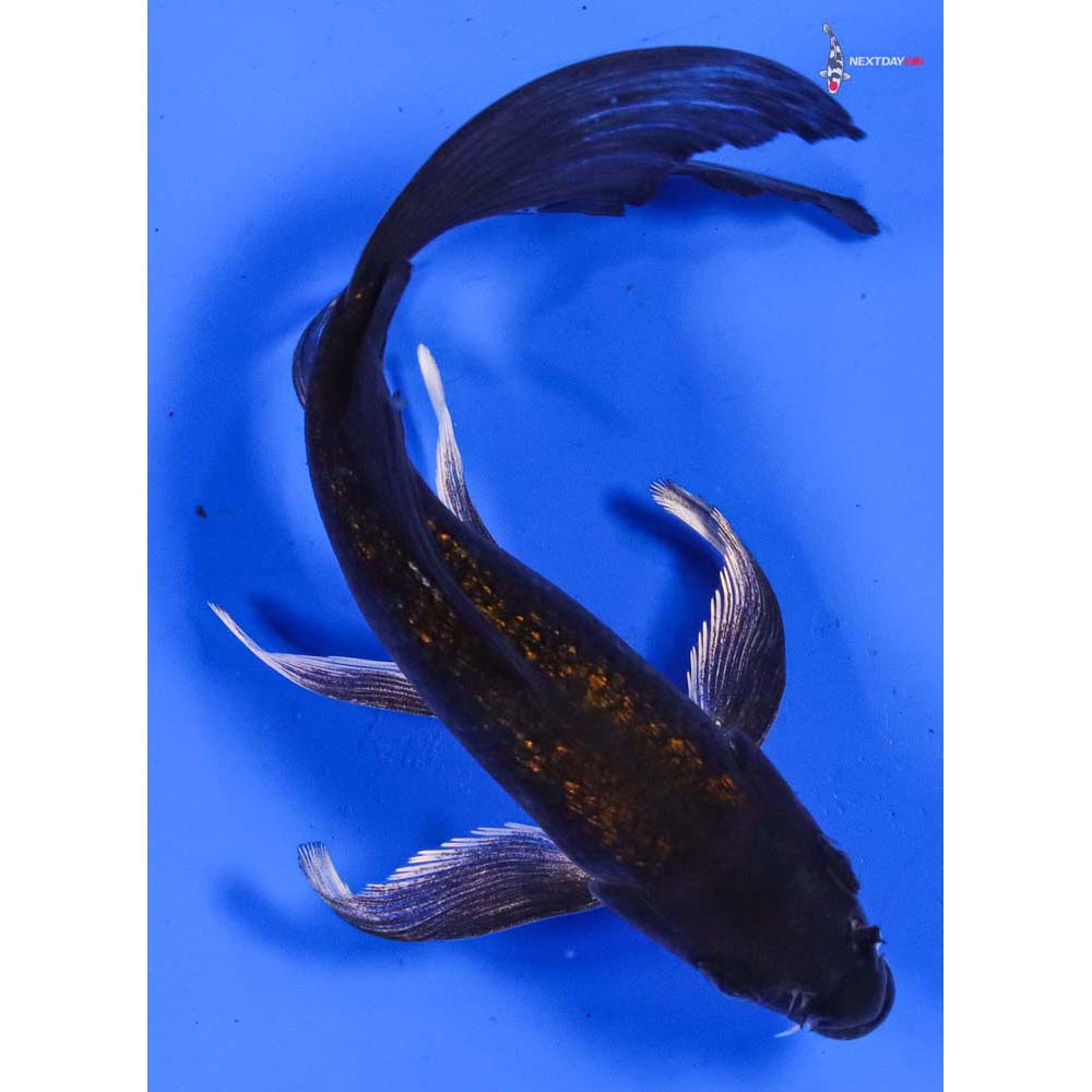 6.5” Imported Gin Rin Chagoi Butterfly Koi