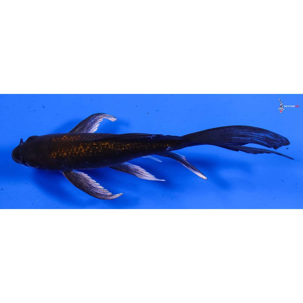 6.5” Imported Gin Rin Chagoi Butterfly Koi
