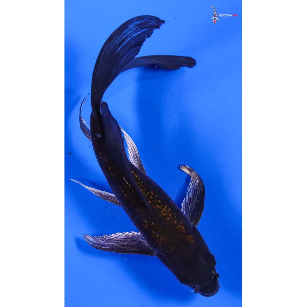 6.5” Imported Gin Rin Chagoi Butterfly Koi