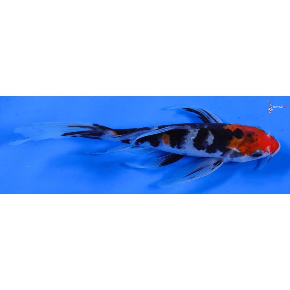 6.5” Imported Sanke Butterfly Koi