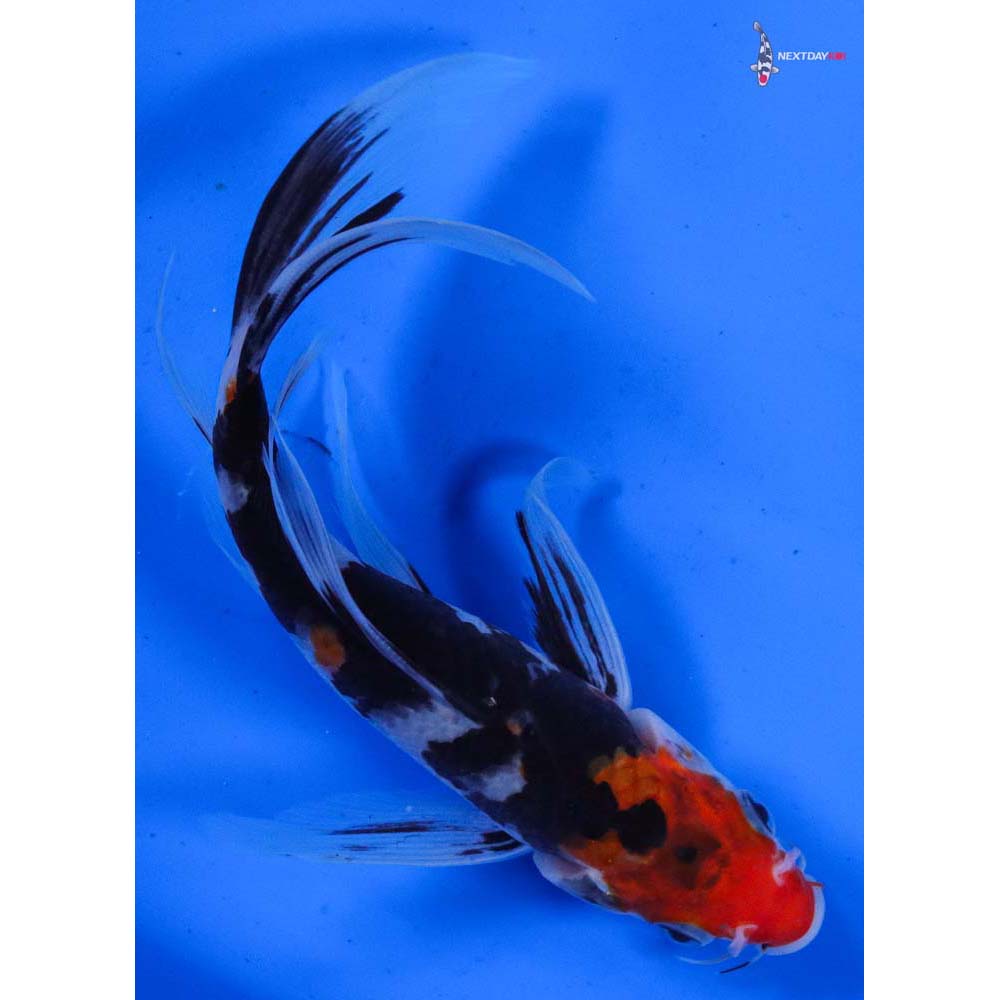 6.5” Imported Sanke Butterfly Koi