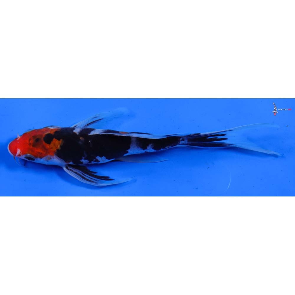 6.5” Imported Sanke Butterfly Koi