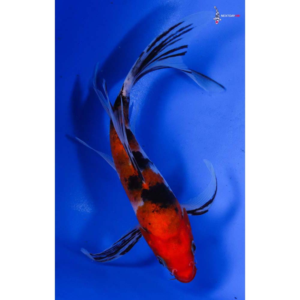 7” Imported Sanke Butterfly Koi
