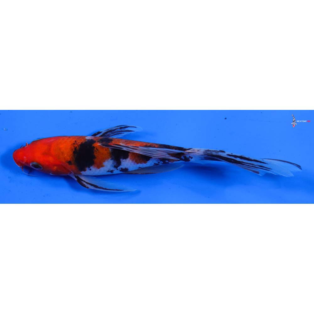 7” Imported Sanke Butterfly Koi