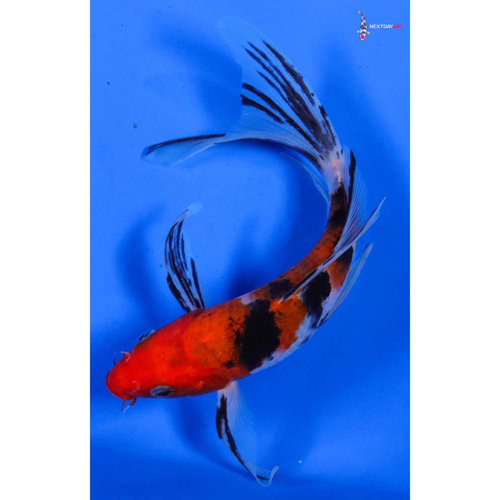 7” Imported Sanke Butterfly Koi