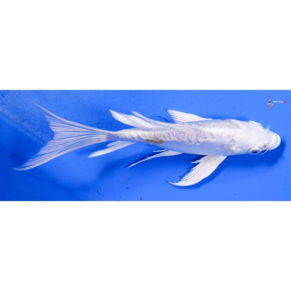 6” Imported Doitsu Platinum Ogon Butterfly Koi