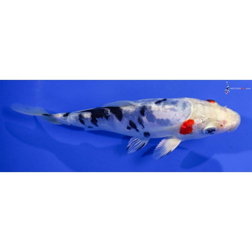 6” Imported Heisei Nishiki